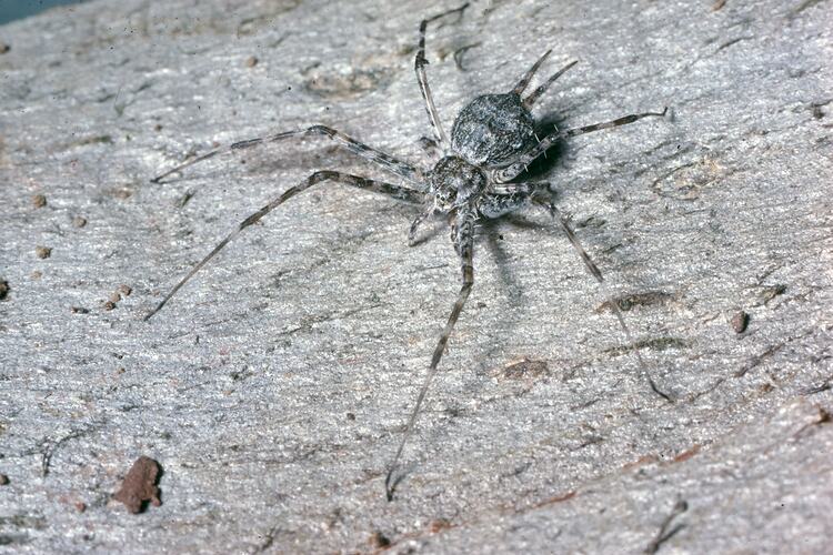 Font side view of two-tailed spider on bark.