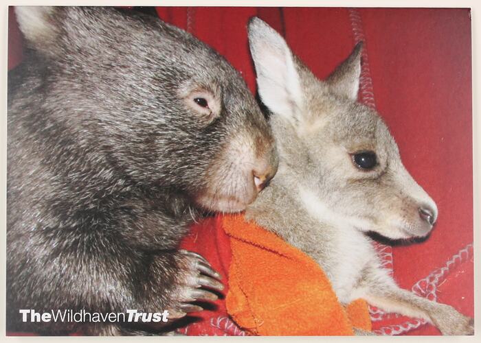Wombat embracing kangaroo joey wrapped in orange blanket.