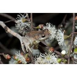 Brown frog on Eucalyptus twig with white flowers.