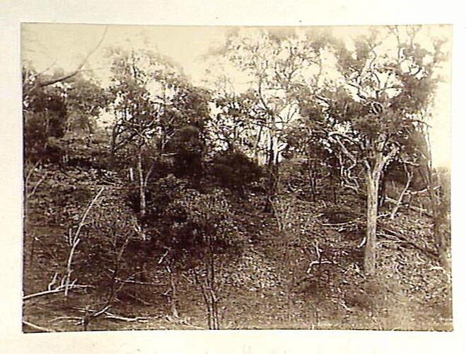 Photograph - by William H. Ferguson, Lancefield, Victoria, circa 1900s