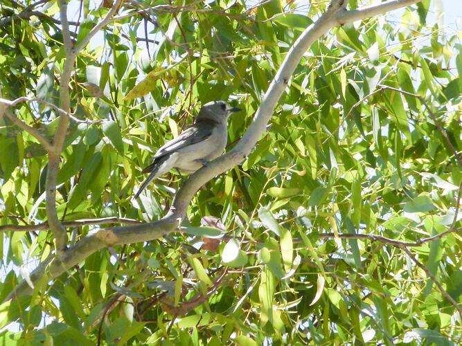 Bird with white front and grey back sitting in leafy canopy.