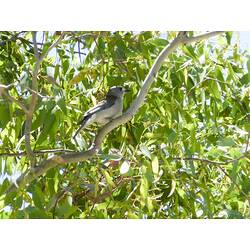Bird with white front and grey back sitting in leafy canopy.