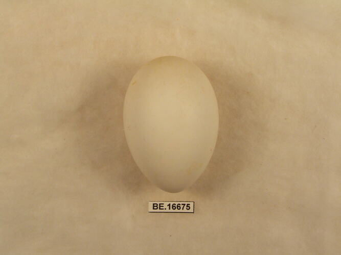 Bird egg with specimen label.