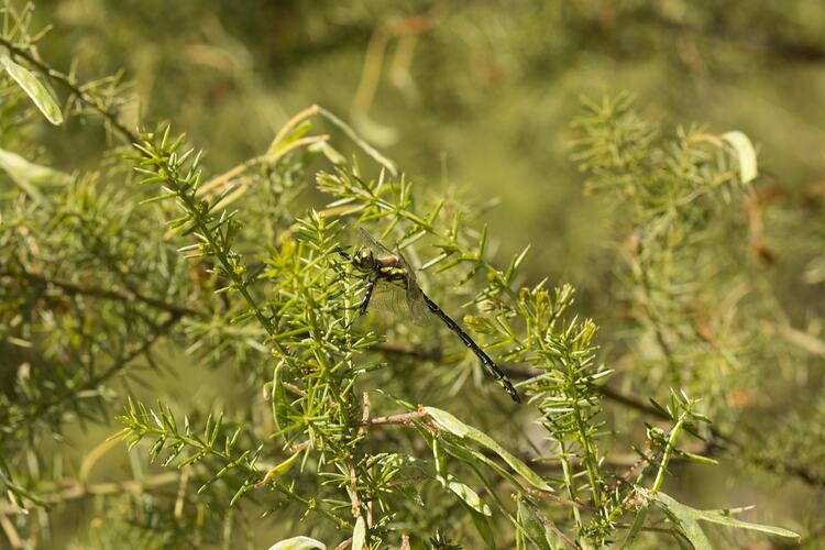 Order Odonata, Damselfly. Grampians National Park, Victoria.