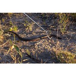 <em>Pseudechis porphyriacus</em>, Red-bellied Black Snake. Grampians National Park, Victoria.