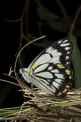 Butterfly with black and white wings with yellow spots, underside of wings visible.
