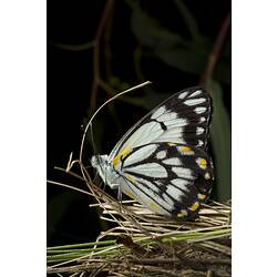 <em>Belenois java teutonia</em>, Caper White Butterfly
