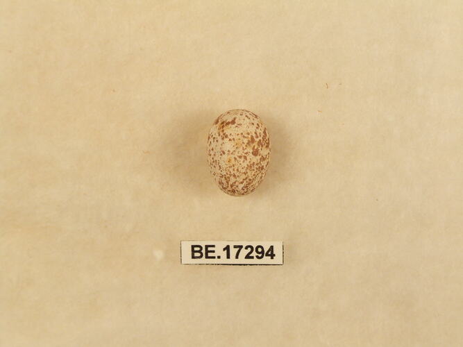 Bird egg with specimen label.