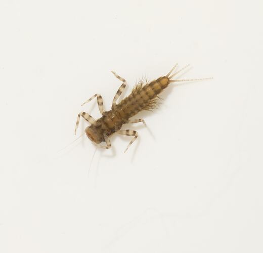 Underside of mottled brown insect with tail filaments.