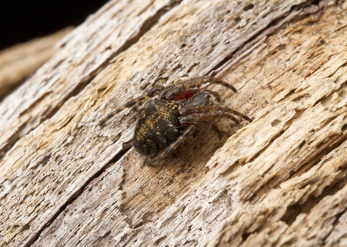 Dark brown spider with yellow markings on wood.