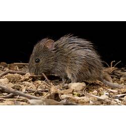 A Heath Mouse on leaf litter and dirt.