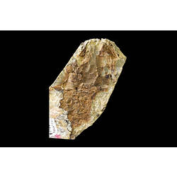 Dark brown fish fossil on cream coloured matrix.