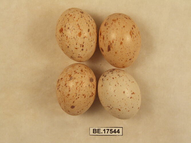 Four bird eggs with specimen label.