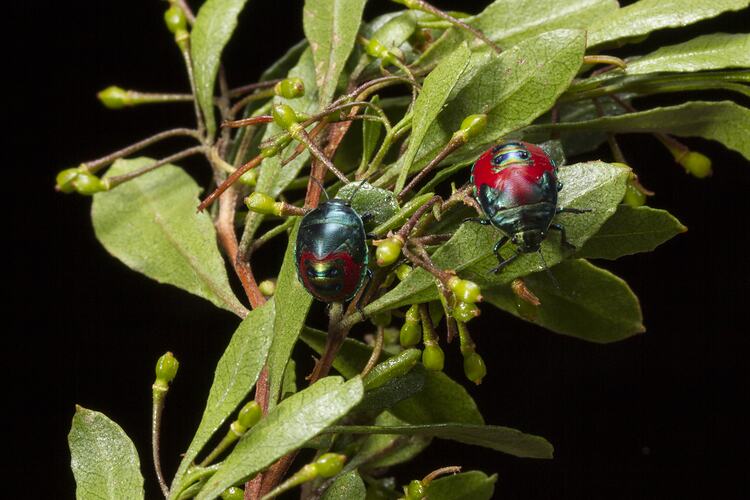 One adult and one juvenile red and green shield bugs.