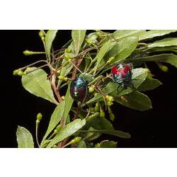 One adult and one juvenile red and green shield bugs.