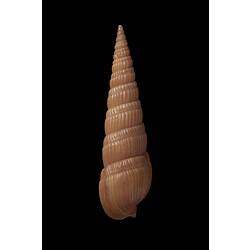 <em>Duplicaria kieneri</em>, auger shell, shell.  Registration no. F 179009.