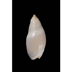 <em>Amalda (Alocospira) petterdi</em>, ancilla, shell.  Registration no. F 179290.