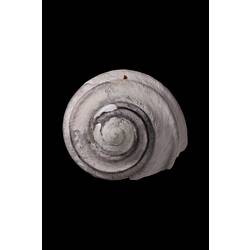 <em>Austrocochlea constricta</em>, Ribbed Top Shell, shell.  Registration no. F 180046.