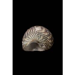 <em>Turbo (Subninella) undulatus</em>, Turban Shell, shell.  Registration no. F 179998.