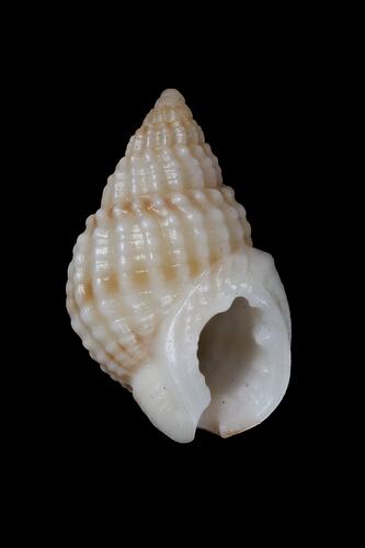 <em>Nassarius (Niotha) nigellus</em>, Tasmanian Dog Whelk, shell.  Registration no. F 179277.