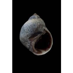 <em>Austrolittorina unifasciata</em>, Banded Periwinkle, shell.  Registration no. F 180004.