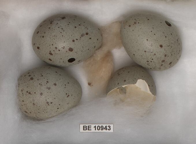 Four bird eggs, one broken, with specimen label.