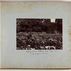 Photograph Album - Boer War, circa 1902
