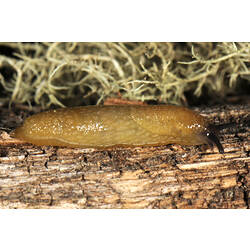 A Hedgehog Slug moving over a log.