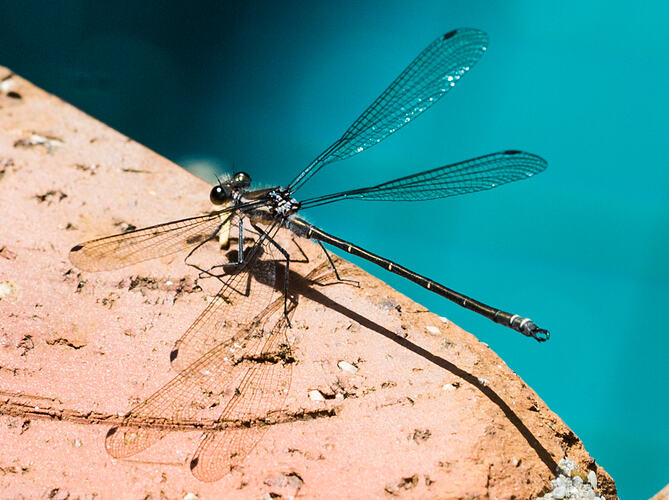 Damselfly with wings spread like a dragonfly