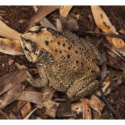 Pale brown, black-spotted toad on leaf litter.