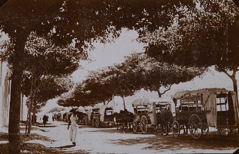 Line of Field Ambulances with Horses Under Street Trees