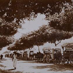 Photograph - Field Ambulances with Horses Under Street Trees, Egypt, World War I, 1915-1916