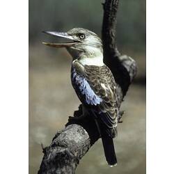 <em>Dacelo leachii</em>, Blue-winged Kookaburra