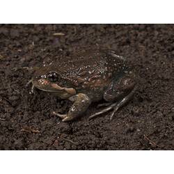 Bumpy brown frog on brown mud.
