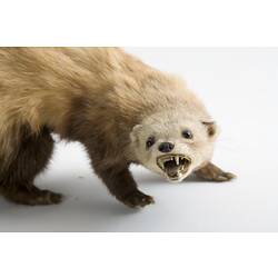 Taxidermied mammal specimen mounted in an aggressive-looking pose.