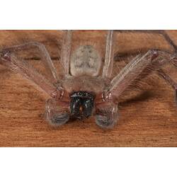 <em>Delena cancerides</em>, Social Huntsman. Lake Condah, Budj Bim Cultural Heritage Landscape, Victoria.