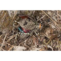 <em>Acripeza reticulata</em>, Mountain Katydid. Budj Bim Cultural Heritage Landscape, Victoria.