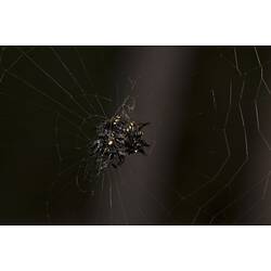 Spiny black spider on web.