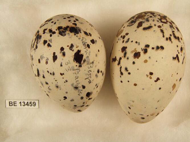 Two bird eggs with specimen label.