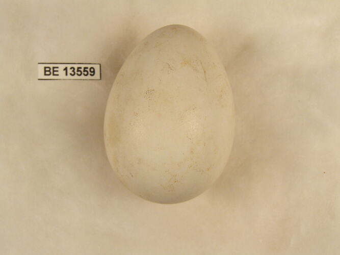 Bird egg with specimen label.