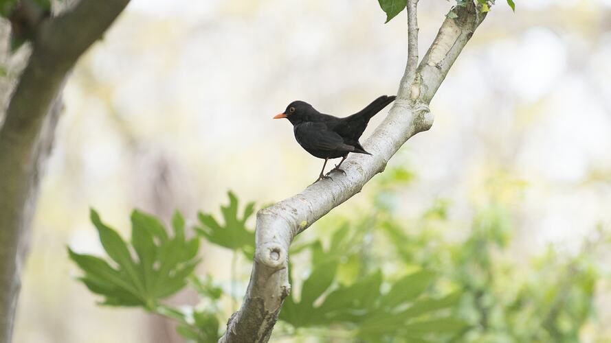 Black bird with yellow beak sitting on branch.