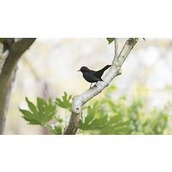 Black bird with yellow beak sitting on branch.