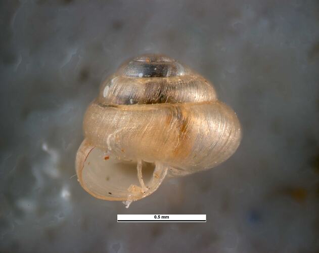 Sinistrally coiled landsnail shell with scale bar.