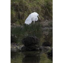 White egret standing on one leg a tussock in water.