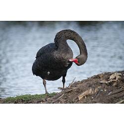 Black swan twisting neck to preen chest.