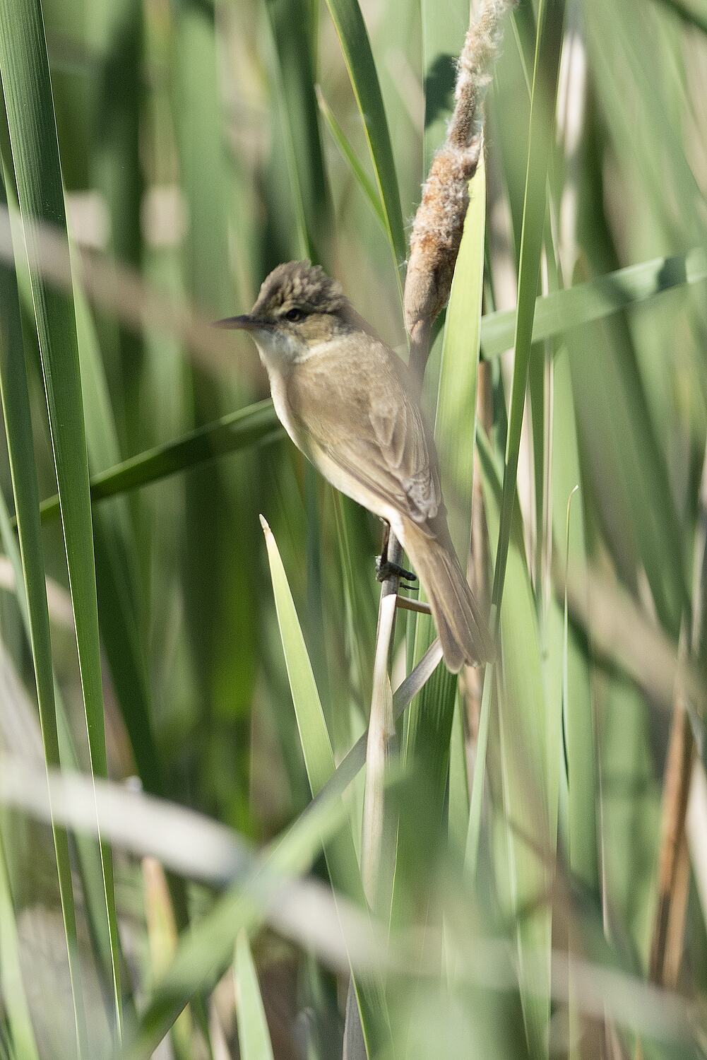 Acrocephalus Australis, Australian Reedwarbler