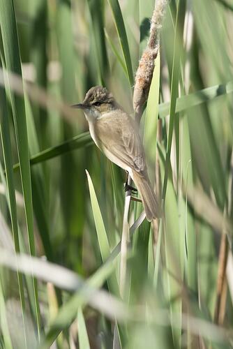 Small brown bird perched on reed stem.
