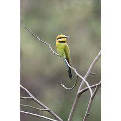 Side view of Rainbow Bee-eater sitting on branch.