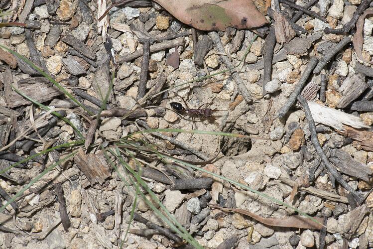 Large black ant on soil between grass.