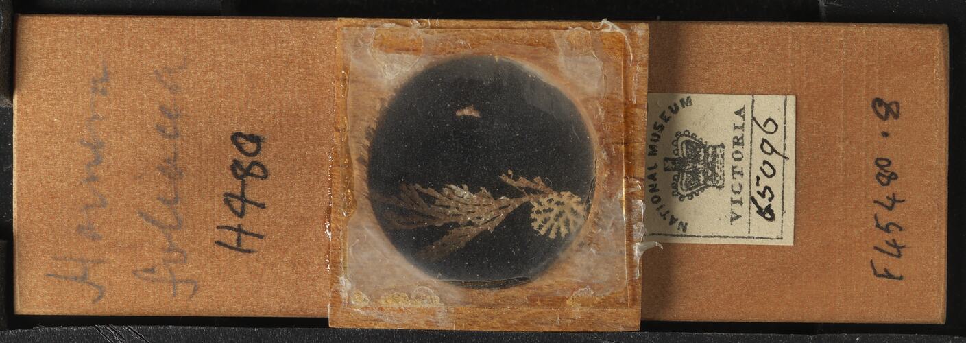 Bryozoan specimen in wooden microslide with handwritten labels.